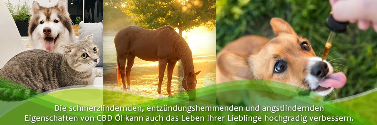 Hanföl für Tiere